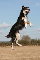 Picture of Crossbreed jumping up