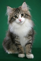 Picture of cute Norwegian Forest kitten