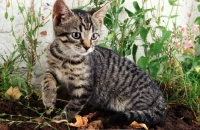 Picture of cute tabby household kitten