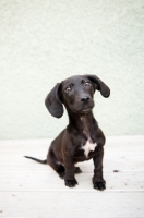 Picture of Dachshund mix puppy sitting on deck.