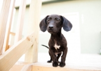 Picture of Dachshund mix puppy standing on deck.