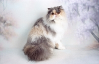 Picture of dilute Persian