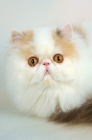 Picture of dilute van persian cat