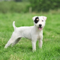 white lakeland terrier for sale