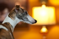 Picture of dog at home in profile with lamp in background