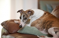 Picture of dog at home on sofa looking at camera