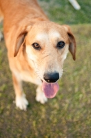 Picture of dog looking at camera