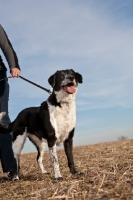 Picture of dog on lead