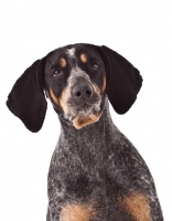 Picture of dog on white background looking at camera