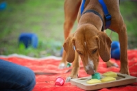 Picture of dog playing with an interactive dog toy 