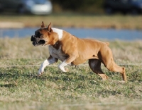 Picture of dog running in countryside