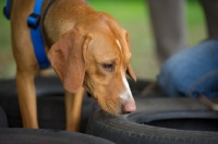 Picture of dog smelling