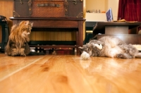 Picture of domestic longhair cats at home