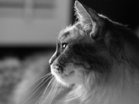 Picture of domestic longhair cat