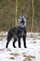 Picture of Dutch Shepherd Dog, rough haired, in snow