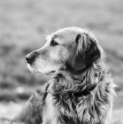 Picture of elderly golden retriever