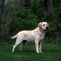 Picture of eng/am sh ch receiver of cranspire, famous yellow   labrador