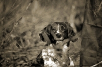 Picture of english springer spaniel in a field near owner