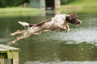 Picture of English Springer Spaniel jumping into water