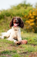 Picture of English Springer Spaniel