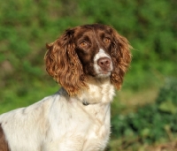 Picture of English Springer Spaniel