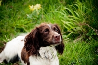 Picture of English Springer Spaniel