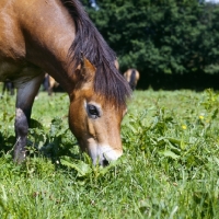Picture of Exmoor pony grazing close up 