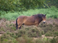 Picture of Exmoor Pony standing in greenery