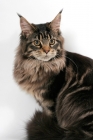 Picture of fluffy brown tabby Maine Coon on white background