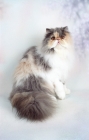 Picture of fluffy dilute Persian