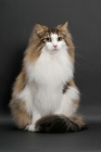 Picture of fluffy Norwegian Forest cat, Brown Mackerel Tabby & White, on grey background