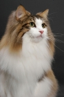 Picture of fluffy Norwegian Forest cat, Brown Mackerel Tabby & White, portrait