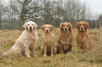 Picture of four Golden retrievers in a row