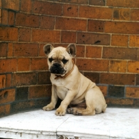 Picture of french bulldog puppy on marble with brickwork