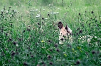 Picture of French Bulldog