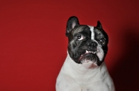 Picture of French Bulldog