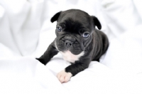 Picture of French Bulldog