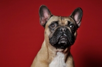 Picture of French Bulldog