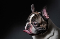 Picture of French Bulldog