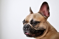 Picture of French Bulldog