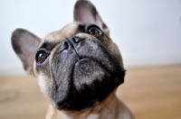 Picture of French Bulldog