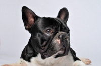 Picture of French Bulldog