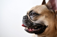 Picture of French Bulldog