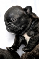 Picture of French Bulldog