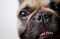 Picture of French Bulldog