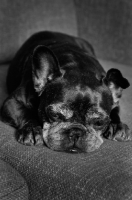 Picture of French Bulldog