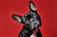 Picture of French Bulldog