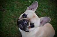 Picture of French Bulldog