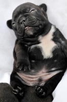 Picture of French Bulldog