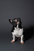 Picture of French Bulldog